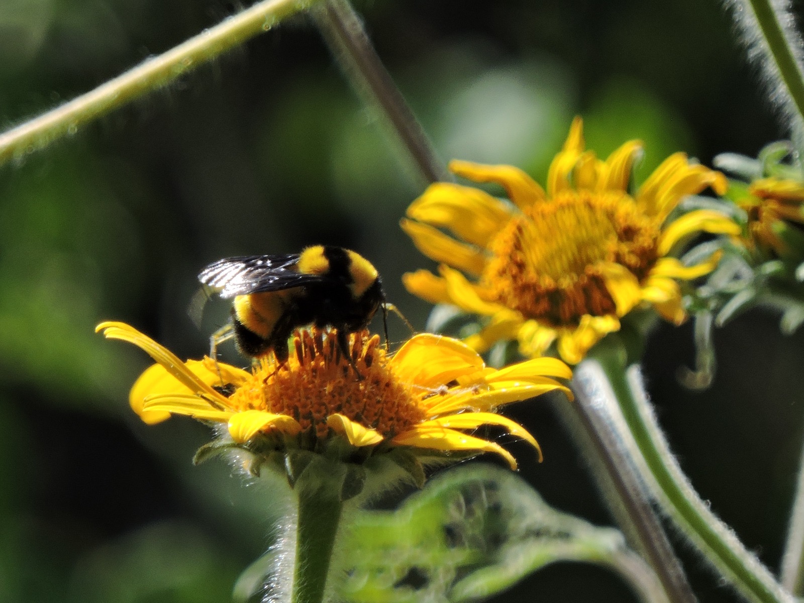 Invita SECULT al Festival de las Abejas Nativas