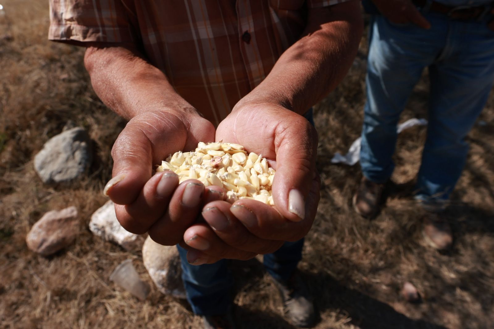 Entrega SEDEA maíz para consumo humano en Colón