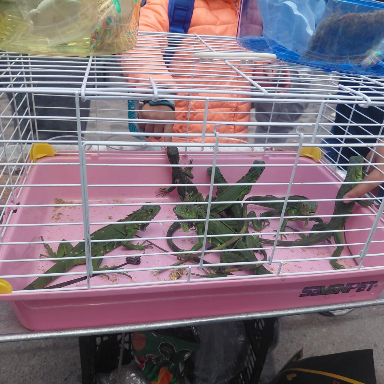 Aseguran iguanas y tortugas por presunta venta irregular en El Marqués