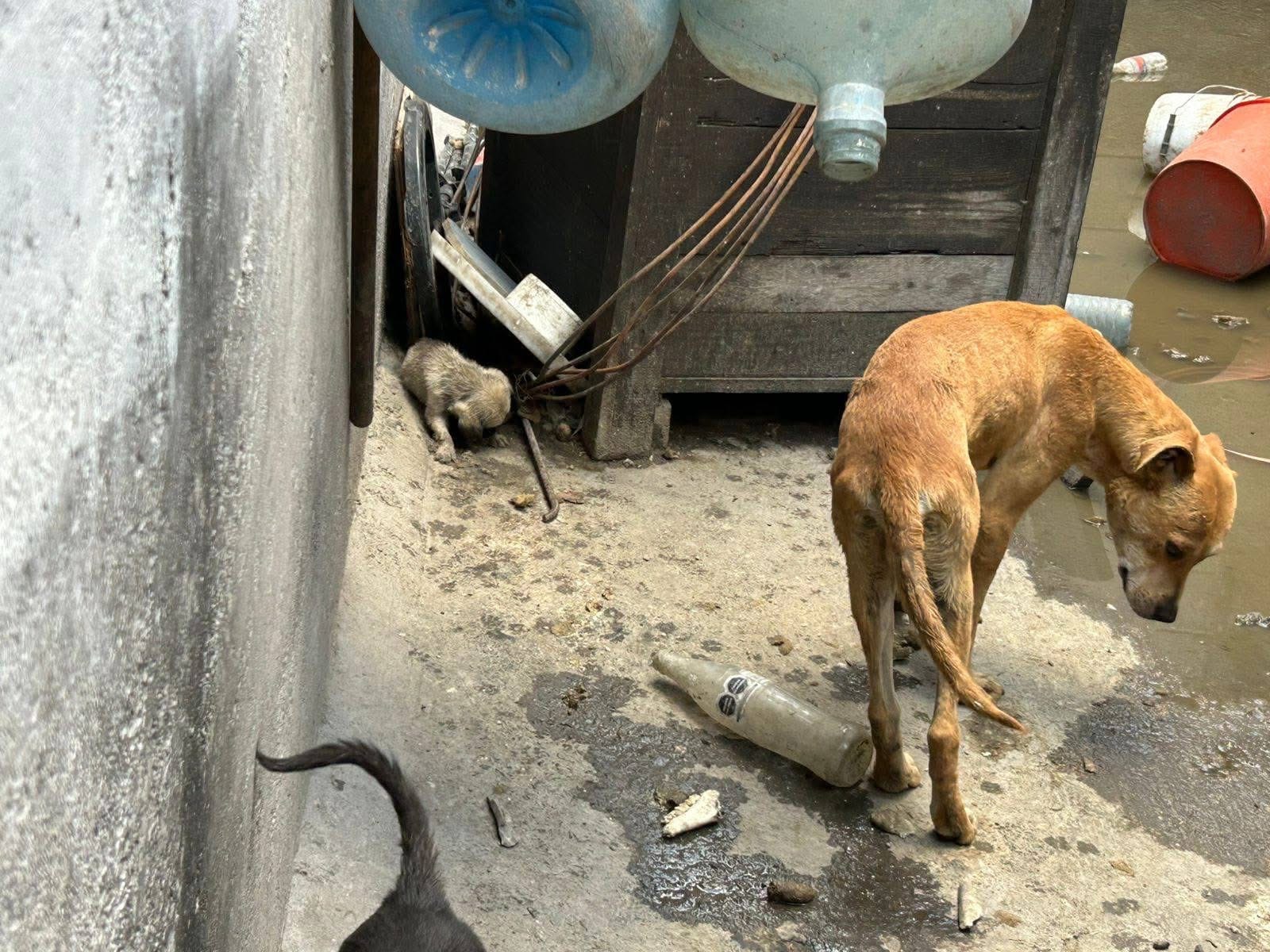 Vela Felifer Macías para salvaguardar la integridad de animales de compañía en situación de riesgo o vulnerabilidad