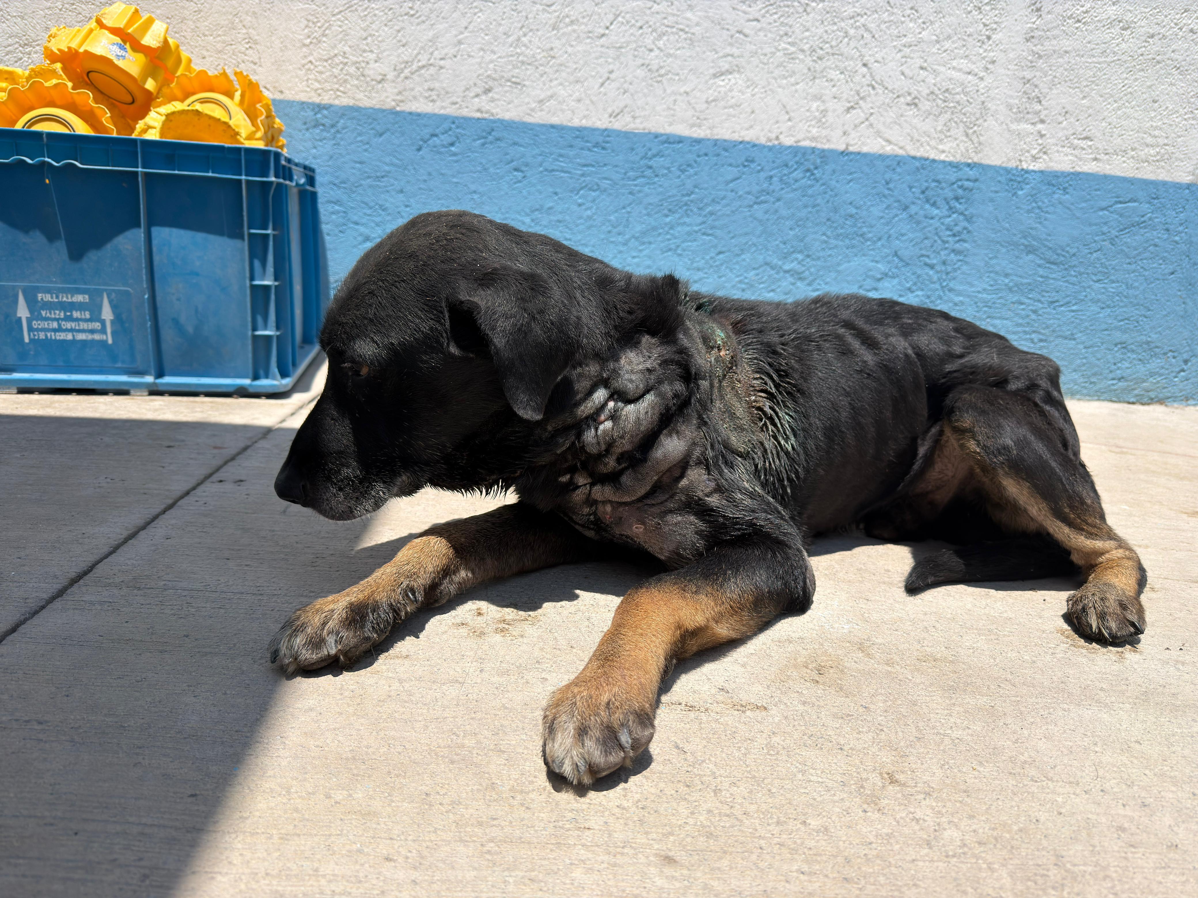 Mantiene IMPA atención permanente a ejemplar afectado por gusano barrenador