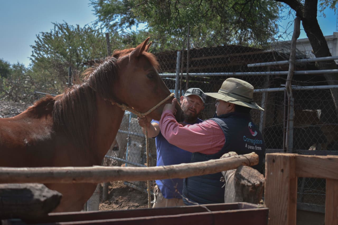 Corregidora lleva Jornada de Salud Animal a la comunidad de La Cueva